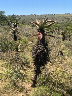 #9: Aloe at the Confluence Point