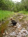 #11: Joshua at stream near DC