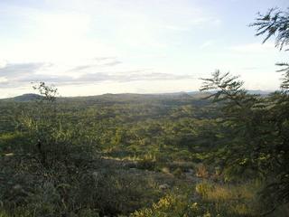 #1: View of the Confluence under the tree canopy